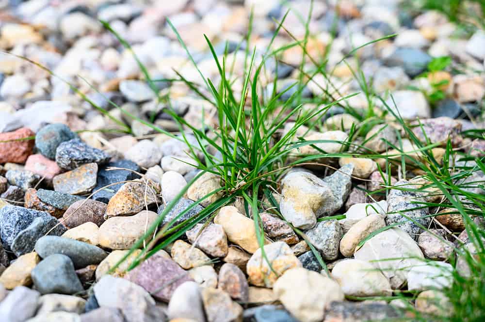 4 Tips to Prevent Weeds from Growing in Landscaping Rocks