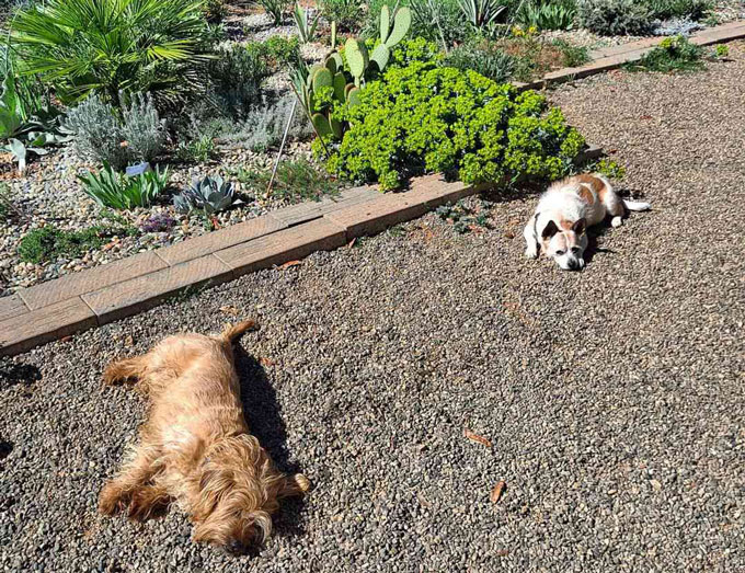 A Guide for Pet Owners: Keeping Your Landscape Gravel Clean